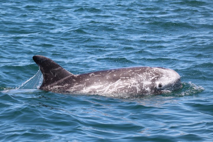 Liten grupp delfin- och djurlivsbevakningstur i Faro