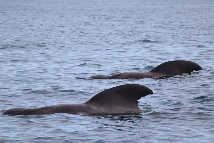 Liten grupp delfin- och djurlivsbevakningstur i Faro