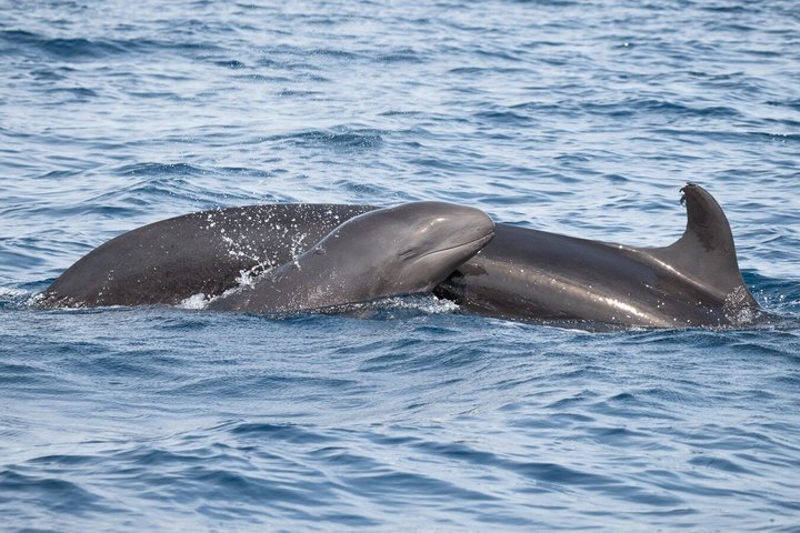 Liten grupp delfin- och djurlivsbevakningstur i Faro