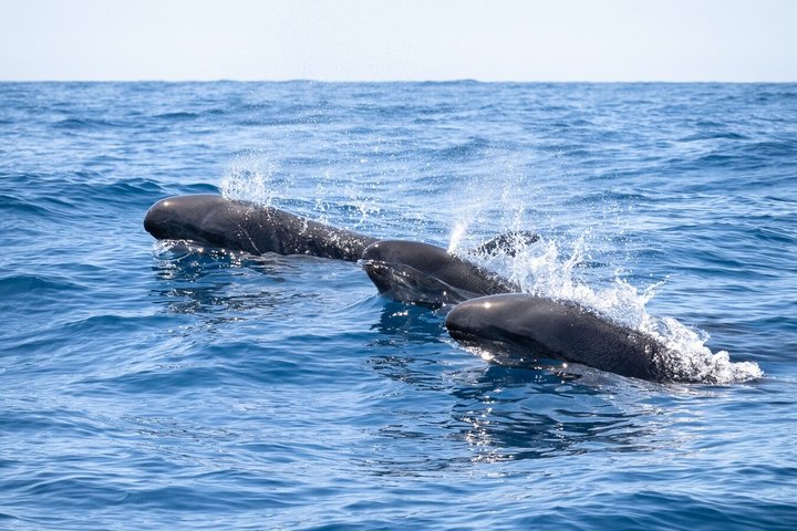Liten grupp delfin- och djurlivsbevakningstur i Faro
