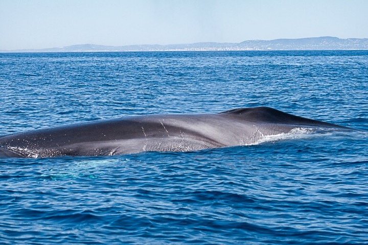 Liten grupp delfin- och djurlivsbevakningstur i Faro