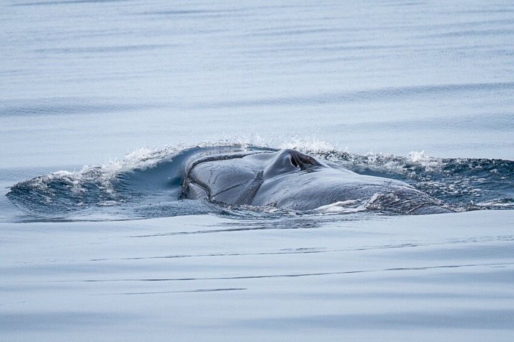 Liten grupp delfin- och djurlivsbevakningstur i Faro