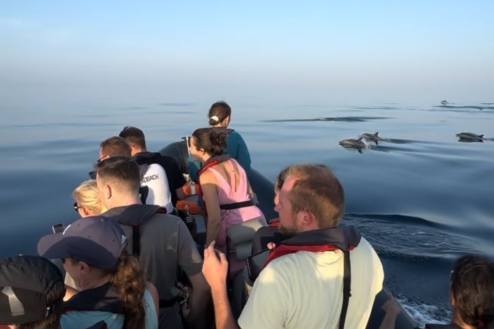 Liten grupp delfin- och djurlivsbevakningstur i Faro