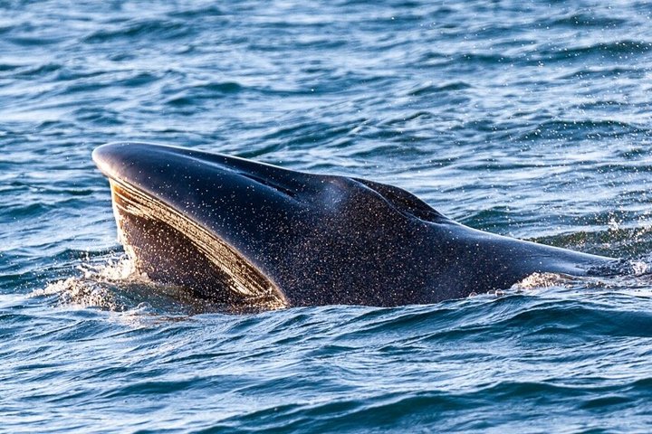 Liten grupp delfin- och djurlivsbevakningstur i Faro