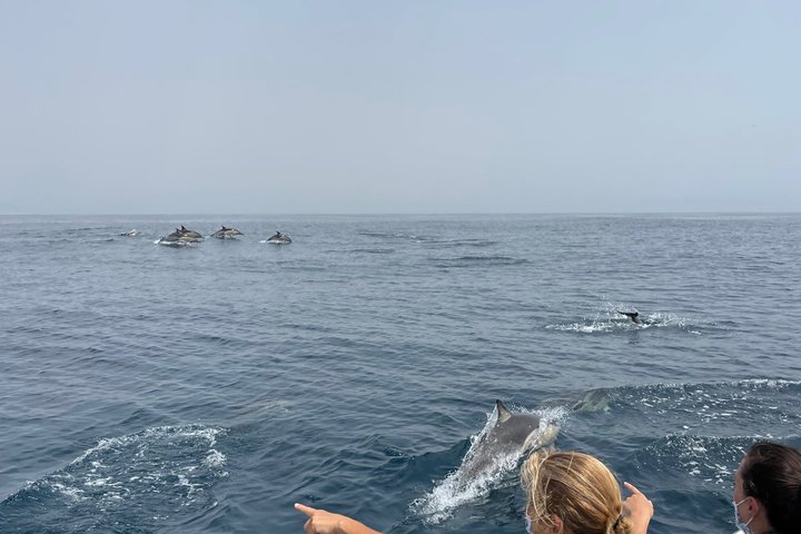 Liten grupp delfin- och djurlivsbevakningstur i Faro