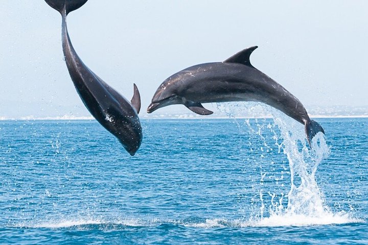 Liten grupp delfin- och djurlivsbevakningstur i Faro