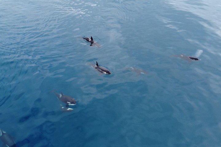 Liten grupp delfin- och djurlivsbevakningstur i Faro