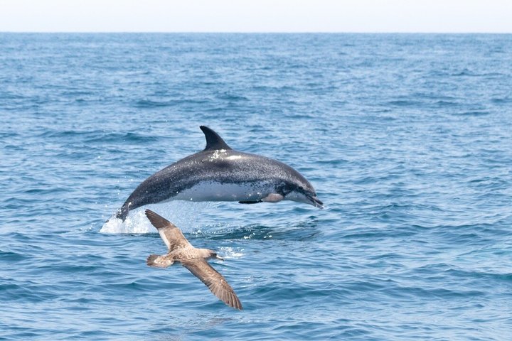 Liten grupp delfin- och djurlivsbevakningstur i Faro