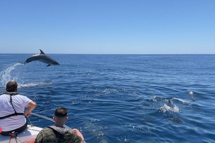 Liten grupp delfin- och djurlivsbevakningstur i Faro