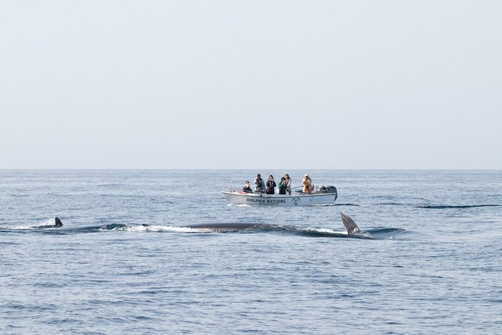 Liten grupp delfin- och djurlivsbevakningstur i Faro
