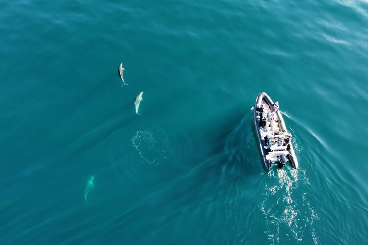 Liten grupp delfin- och djurlivsbevakningstur i Faro