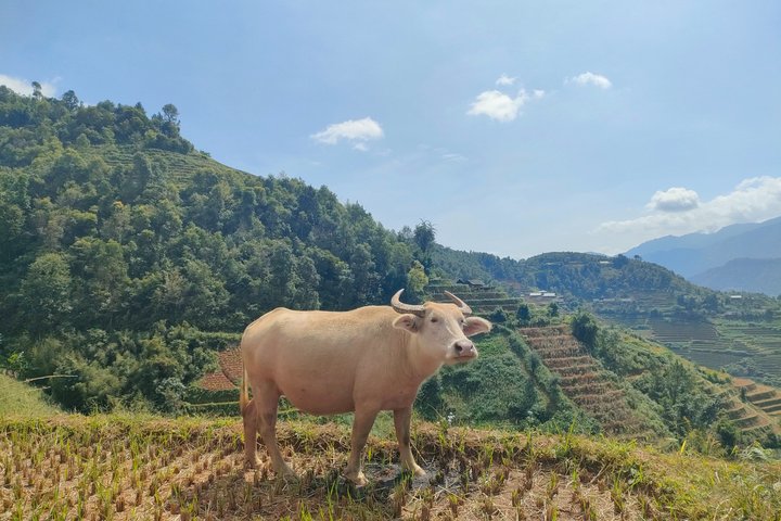 Halbtägige private Trekking Mu Cang Chai_Morgen oder Nachmittag