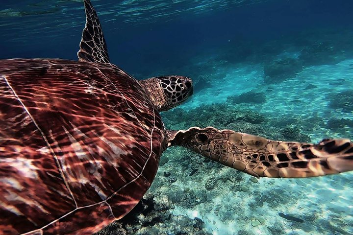 Excursión de un día a la isla de Apo desde Dumaguete con almuerzo y traslado