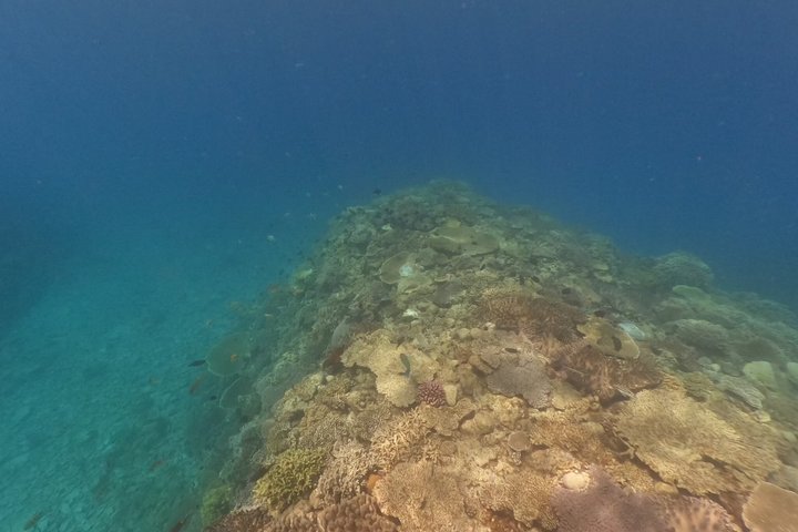Okinawa: 2 runder snorkling i båd ved Minna, Sesoko eller Motobu