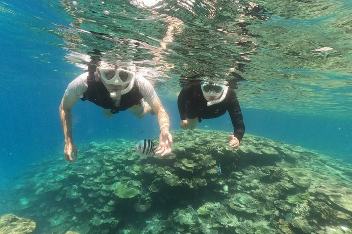 Okinawa: 2 runder snorkling i båd ved Minna, Sesoko eller Motobu