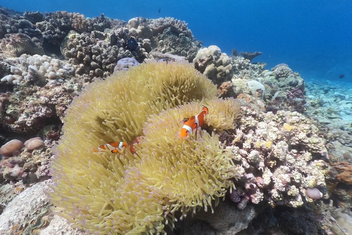 Okinawa: 2 runder snorkling i båd ved Minna, Sesoko eller Motobu
