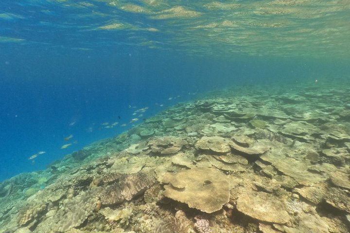Okinawa : Båtsnorkling 1 runda vid Minna, Sesoko eller Motobu