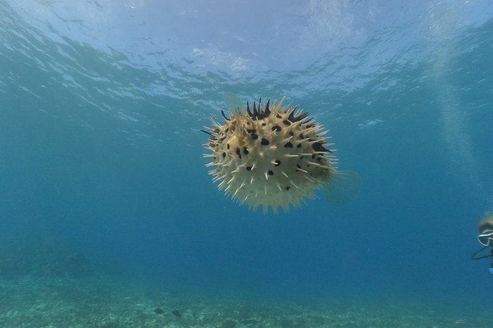 Okinawa : Båtsnorkling 1 runda vid Minna, Sesoko eller Motobu
