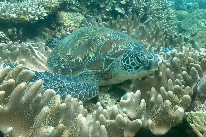 Okinawa : Båtsnorkling 1 runda vid Minna, Sesoko eller Motobu