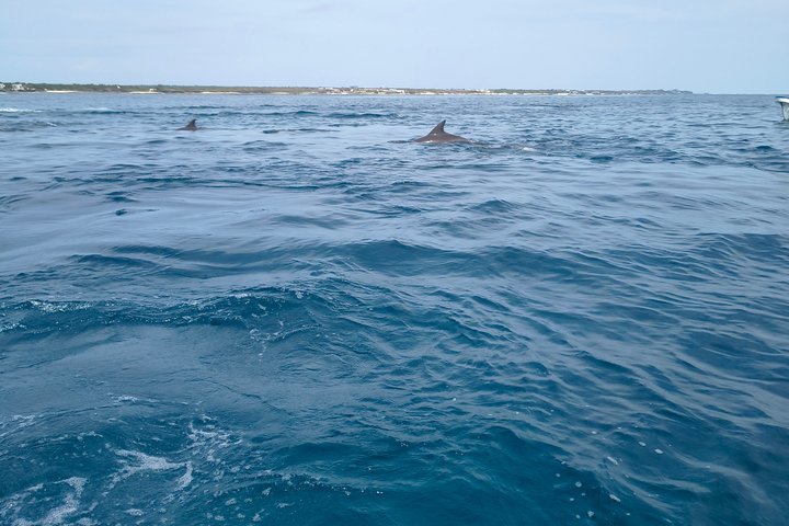 Privat tur Mnemba Dolphin med see food frokost & Kendwa Beach