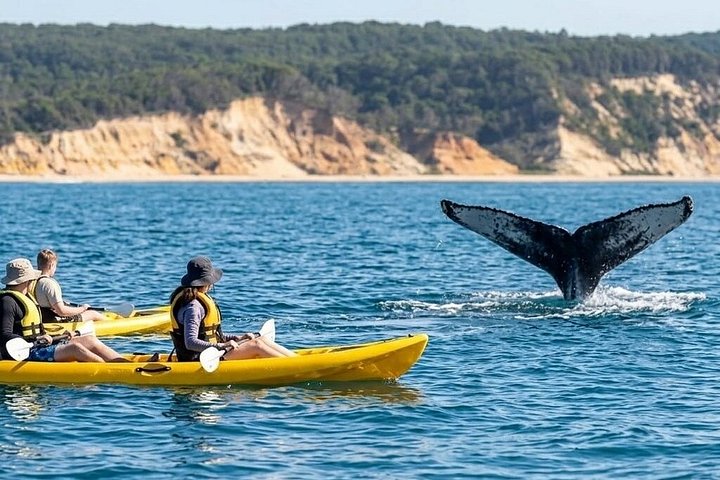 Noosa : Excursion épique en 4X4 d'observation des baleines sur les kayaks d'océan et la plage