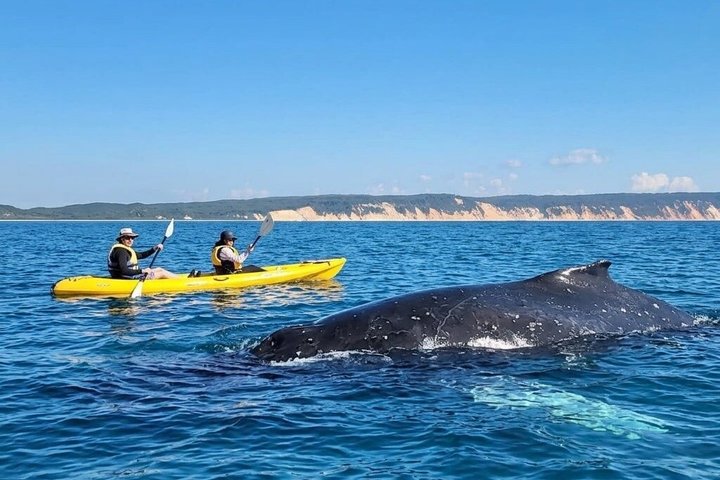 Noosa : Excursion épique en 4X4 d'observation des baleines sur les kayaks d'océan et la plage