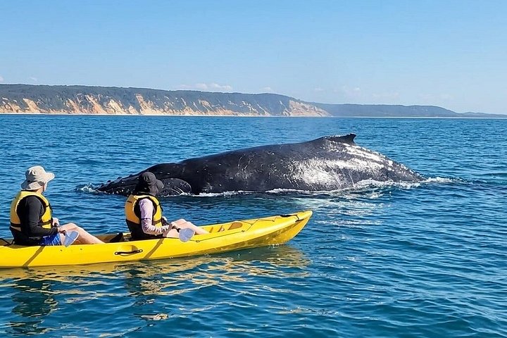 Noosa : Excursion épique en 4X4 d'observation des baleines sur les kayaks d'océan et la plage
