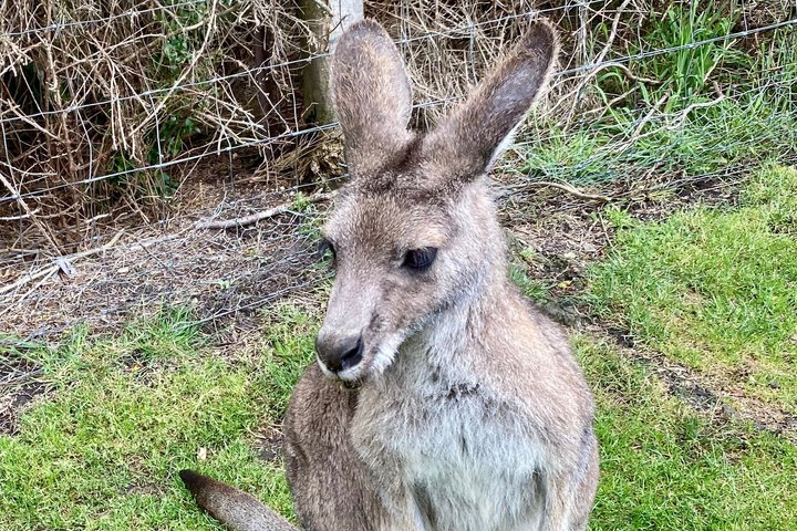 Tour privado de día completo de vida silvestre de Ozzie en Melbourne