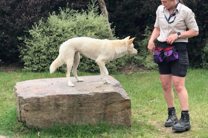 Tour privado de día completo de vida silvestre de Ozzie en Melbourne