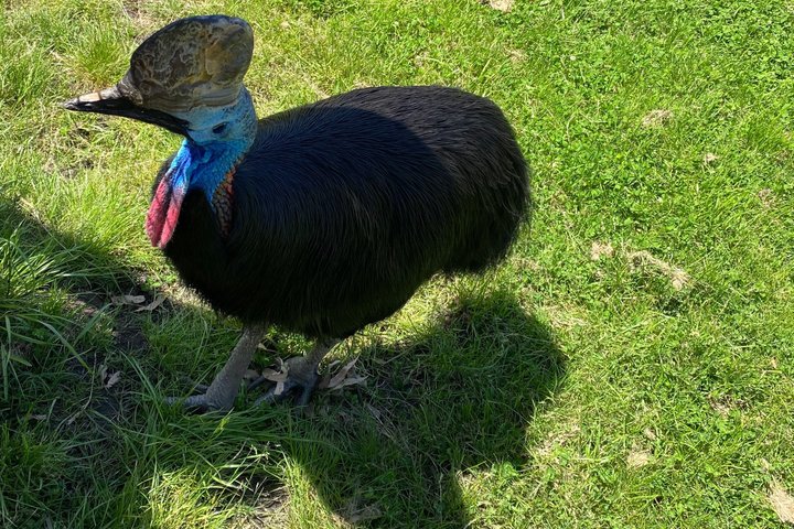 Tour privado de día completo de vida silvestre de Ozzie en Melbourne