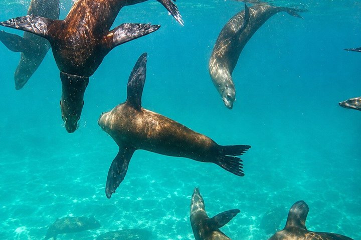 Isla Espíritu Santo, Balandra y Leones Marinos Todo Incluido
