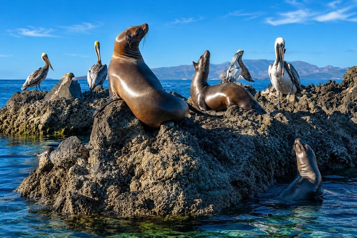 Isla Espíritu Santo, Balandra y Leones Marinos Todo Incluido