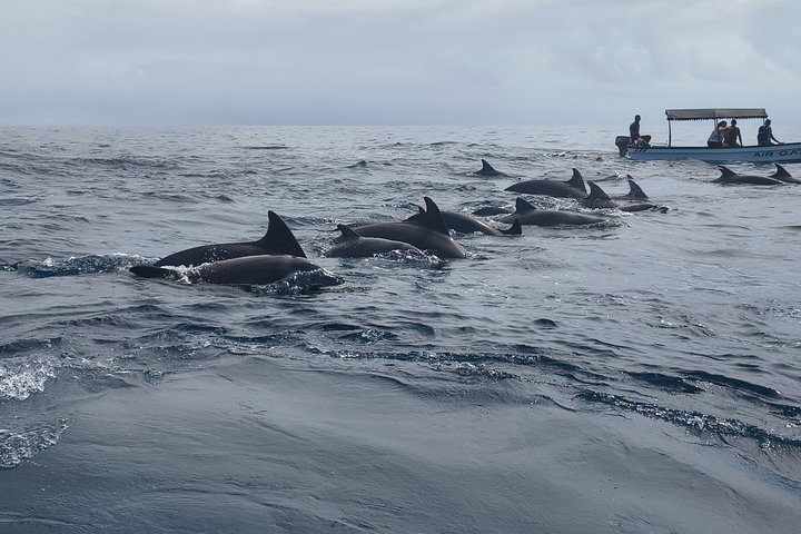 Privat tur Mnemba Dolphin med see food frokost & Kendwa Beach