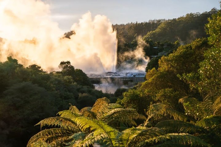 Fra Hamilton: Waitomo Caves og Te Puia Tour med picnic frokost