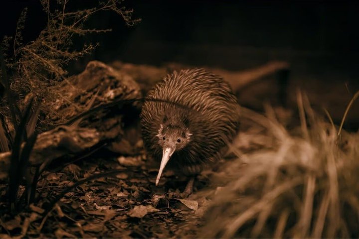 Fra Hamilton: Waitomo Caves og Te Puia Tour med picnic frokost