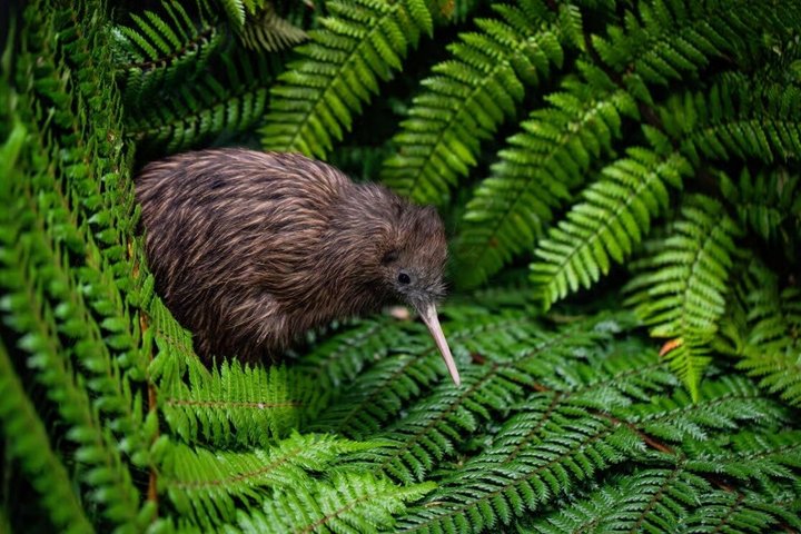 Fra Hamilton: Waitomo Caves og Te Puia Tour med picnic frokost