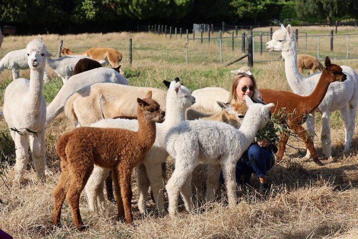 Christchurch Alpaca Farm Tour från Kaiapoi