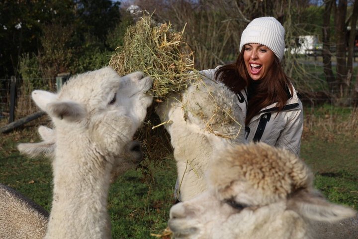 Christchurch Alpaca Farm Tour från Kaiapoi