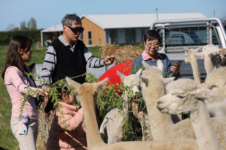 Christchurch Alpaca Farm Tour från Kaiapoi