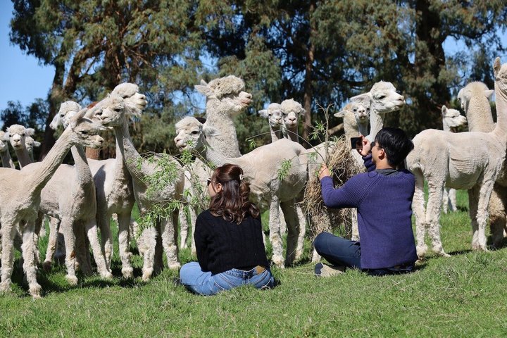 Christchurch Alpaca Farm Tour från Kaiapoi