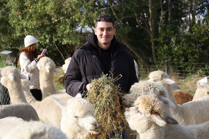 Christchurch Alpaca Farm Tour från Kaiapoi
