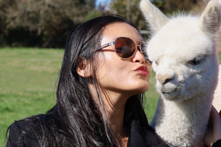 Christchurch Alpaca Farm Tour från Kaiapoi