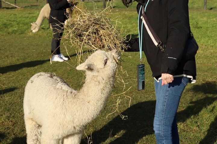 Christchurch Alpaca Farm Tour från Kaiapoi