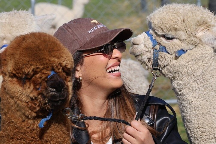 Christchurch Alpaca Farm Tour från Kaiapoi