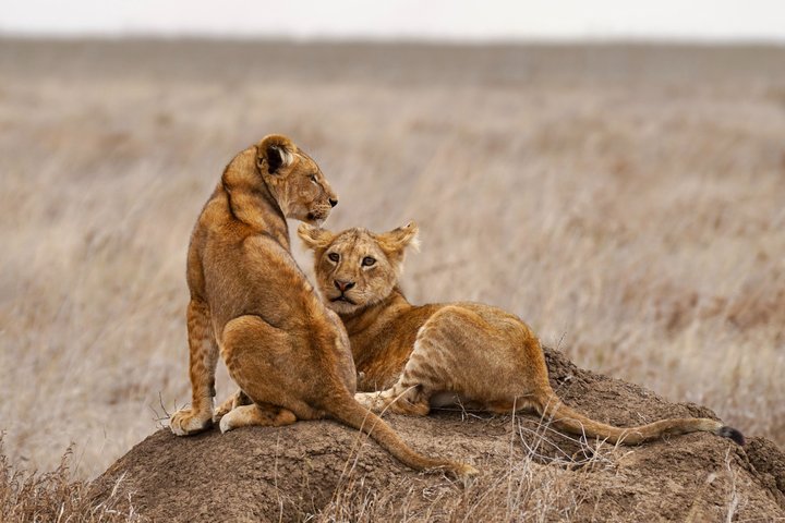 Hoteller i nærheden af Tarangire National Park