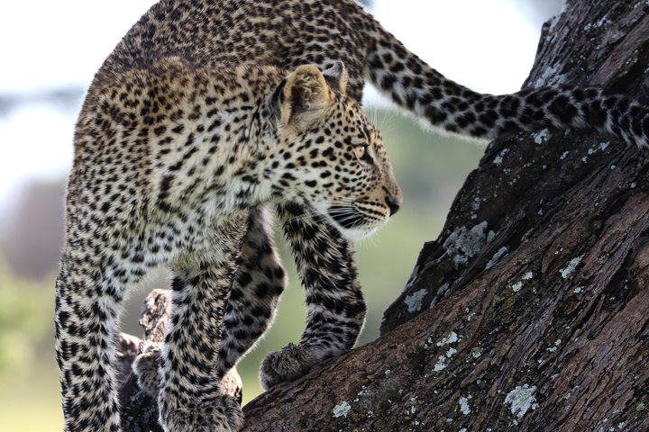 Hoteller i nærheden af Tarangire National Park
