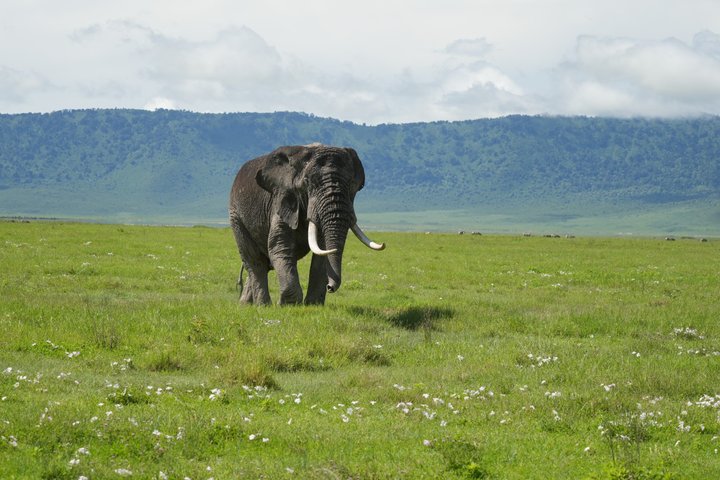 Hoteller i nærheden af Tarangire National Park