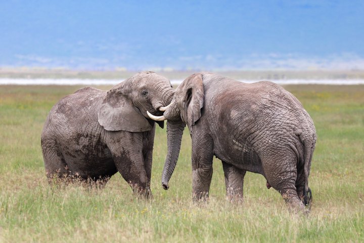 Hoteller i nærheden af Tarangire National Park