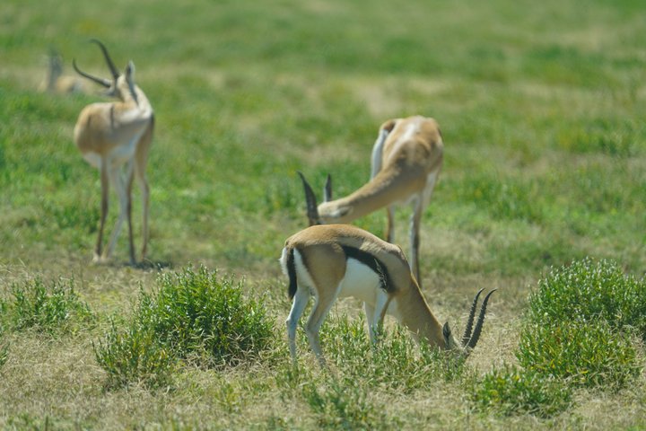 Hoteller i nærheden af Tarangire National Park