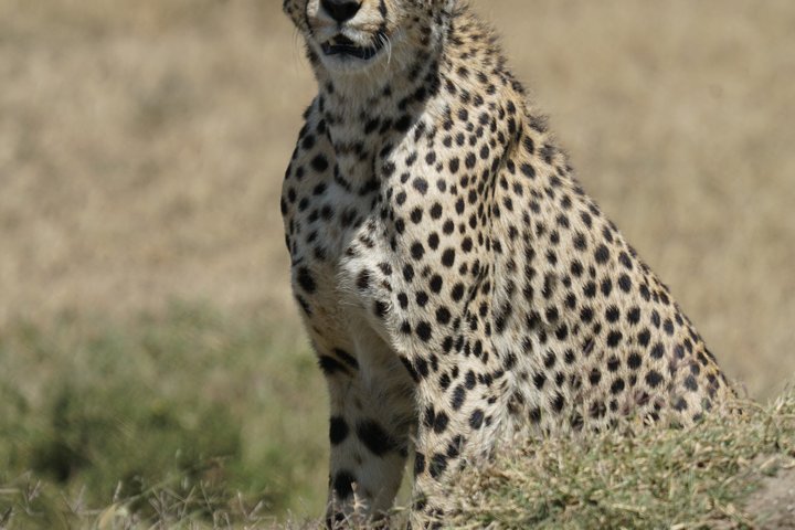 Hoteller i nærheden af Tarangire National Park